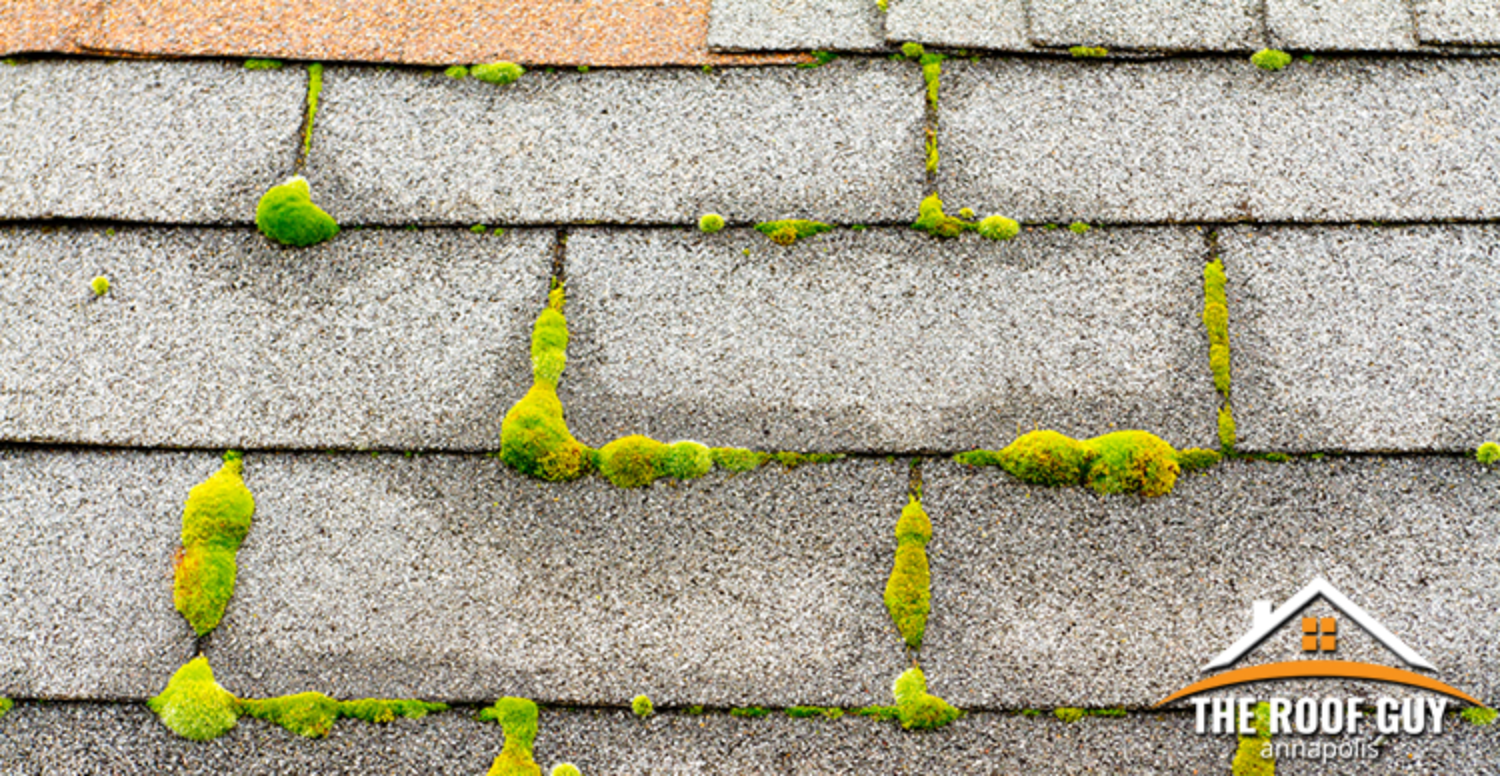 Is There Moss Growing on Your Roof ?