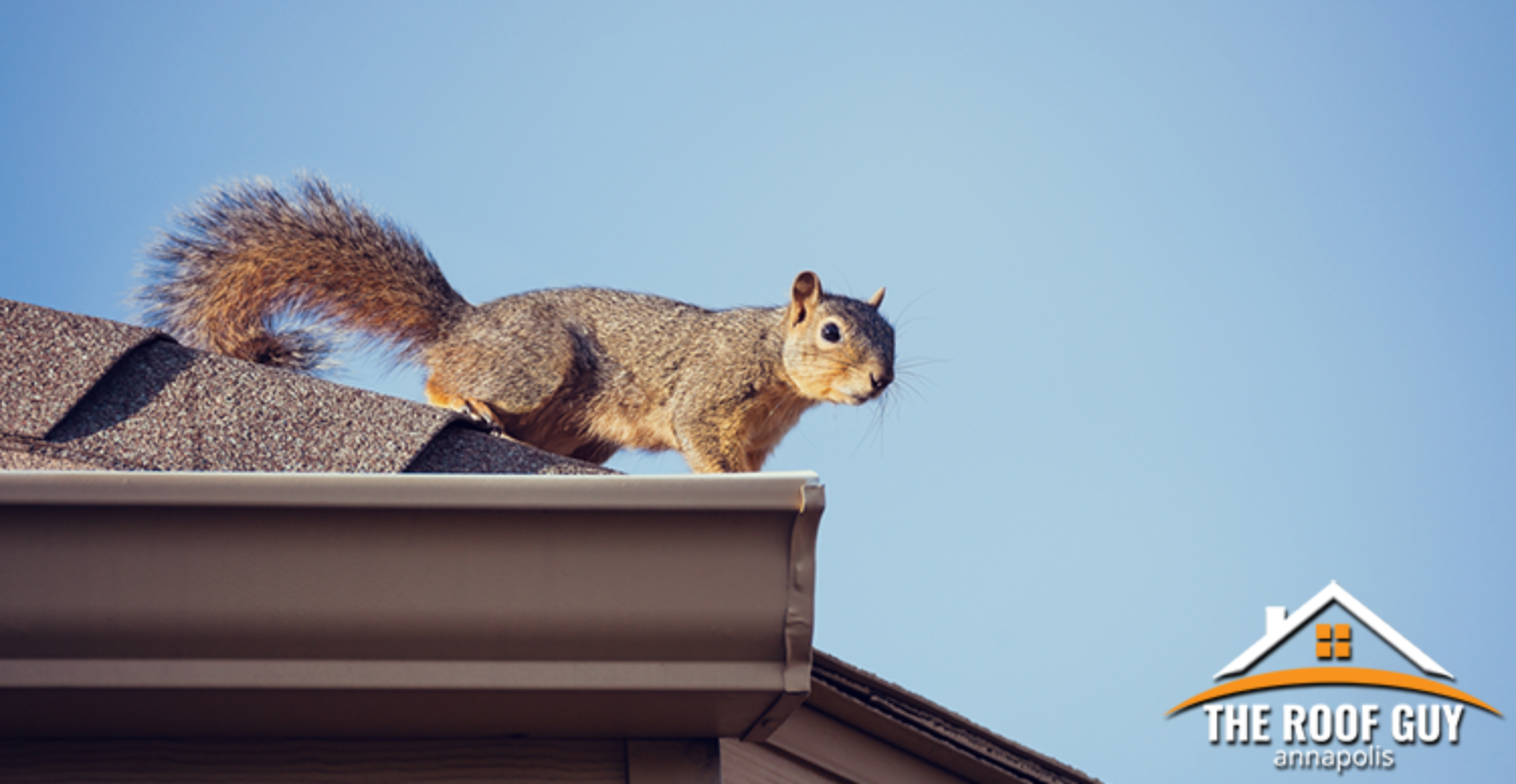 How to Avoid Critter Damage To Your Roof