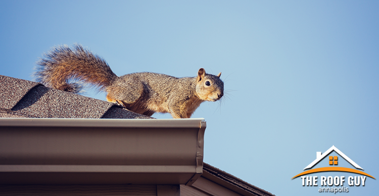How to Avoid Critter Damage To Your Roof featured image